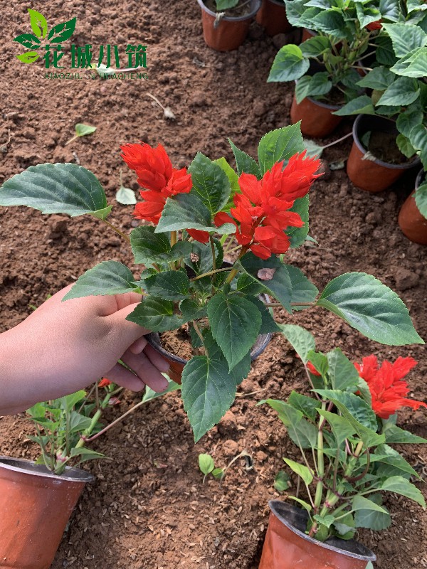 一串紅